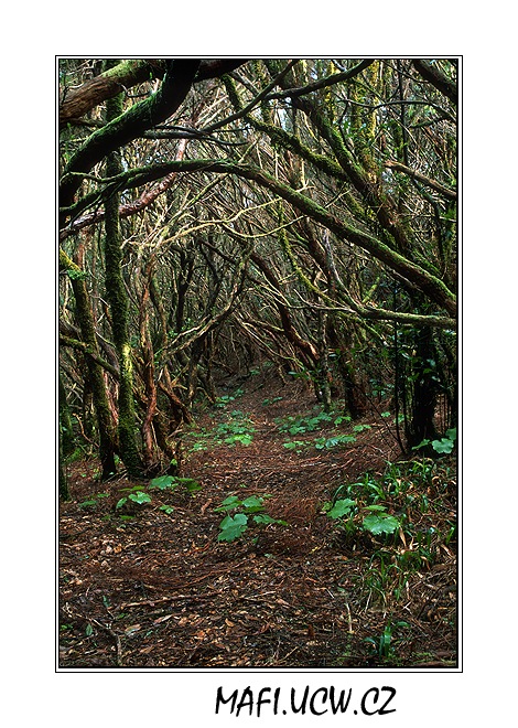 canaria06_03_21 .jpg